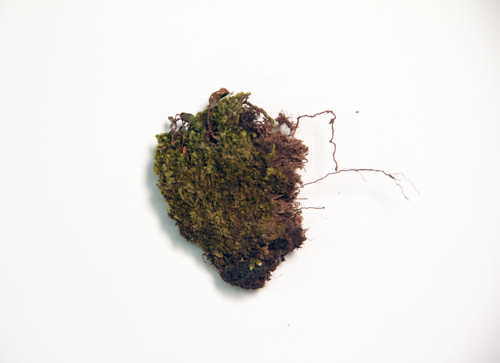 Bryophyte specimen